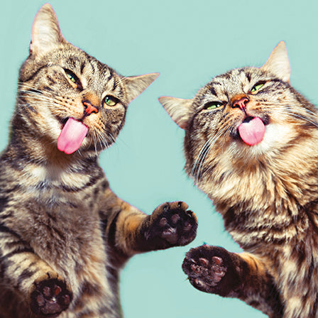 Funny Animals Licking Kittens Card